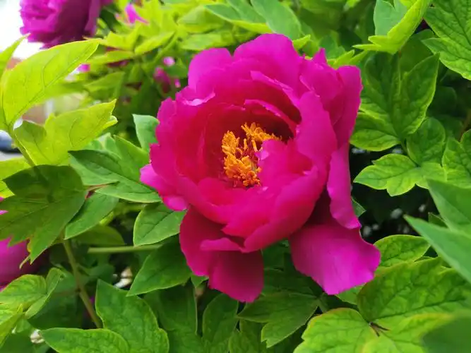 园区的牡丹花朵朵艳丽