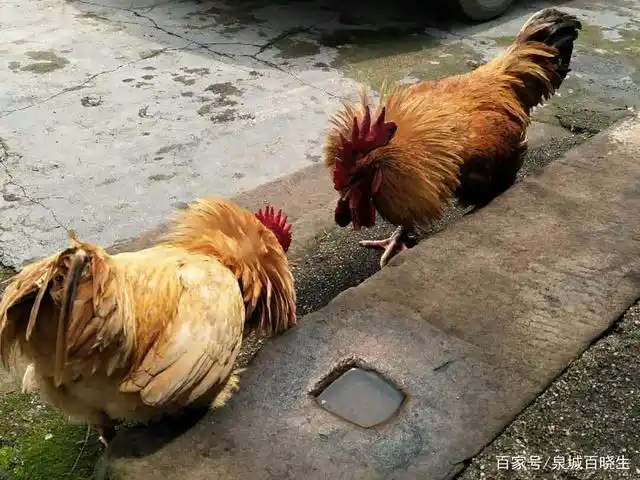 速来围观!两只鸡又开始打架了,你猜到结局了吗?