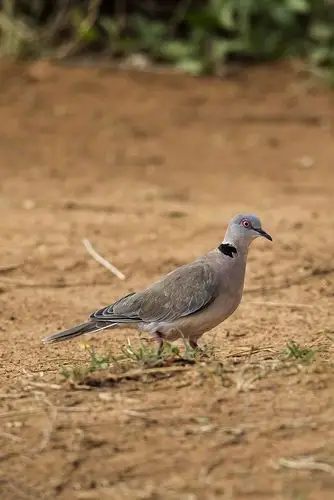 鸽形目·鸽鸠科·斑鸠属:灰头斑鸠