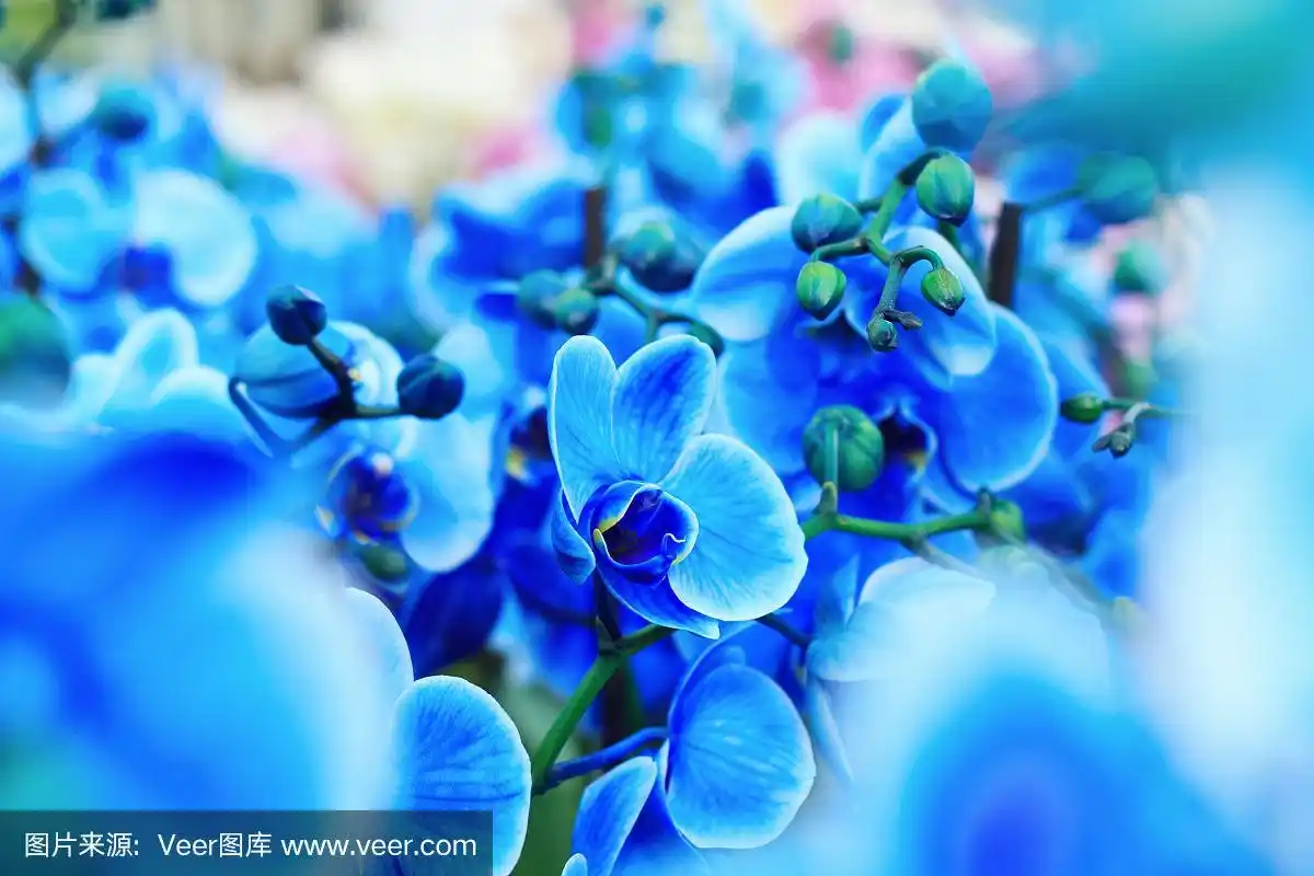 蓝色的兰花,蝴蝶兰属