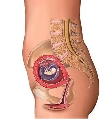 怀孕到底多辛苦,10张图带你了解孕育全过程,母爱真伟大|胎儿|子宫