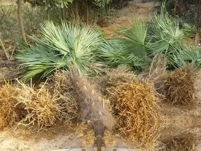 棕榈根_中药大全