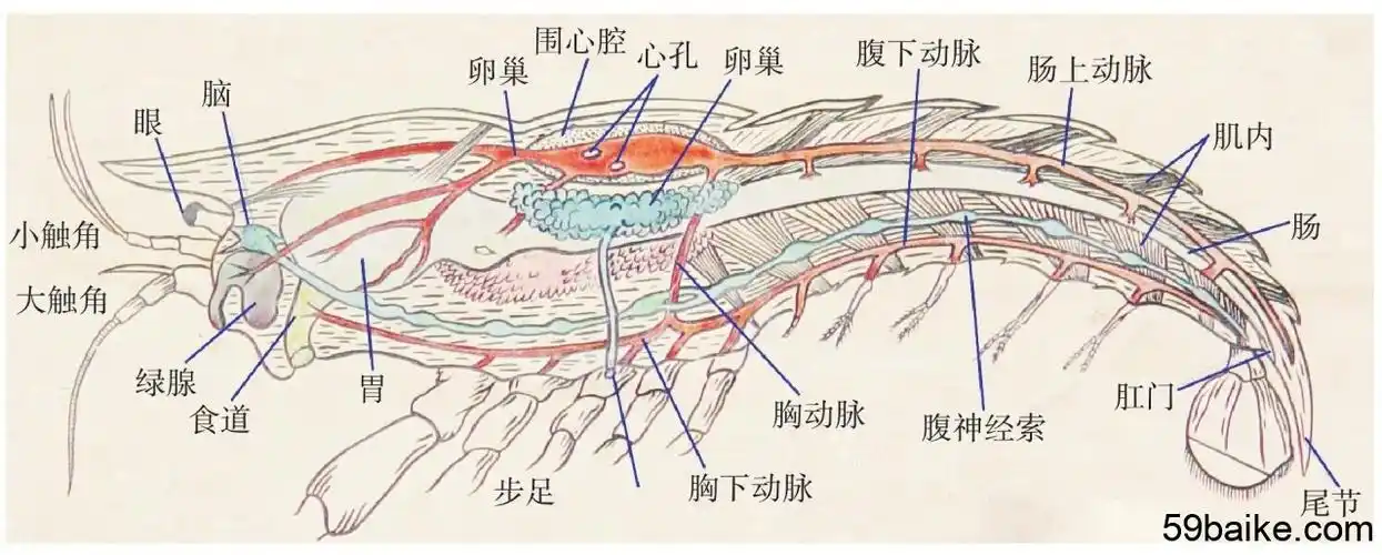 背甲两侧常向外(下)延伸,为侧甲,附肢一般着生在腹甲的两侧.