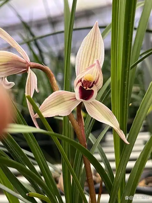 莲瓣兰心心相印