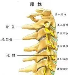 4,颈椎的关节3,颈椎的横突与棘突:颈椎横突有孔,由维持生命和脑力活动