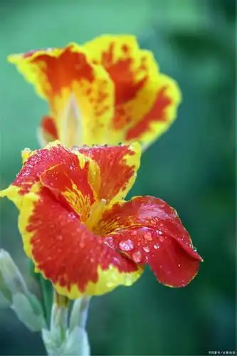 花世界赏花丨美人蕉