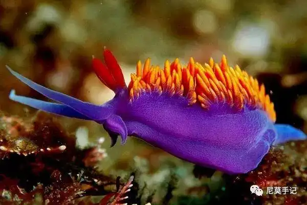 世界上最萌的鱼是什么最萌小飞象章鱼图片