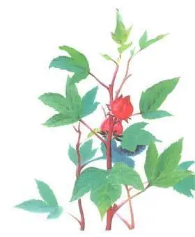 洛神花的简笔画