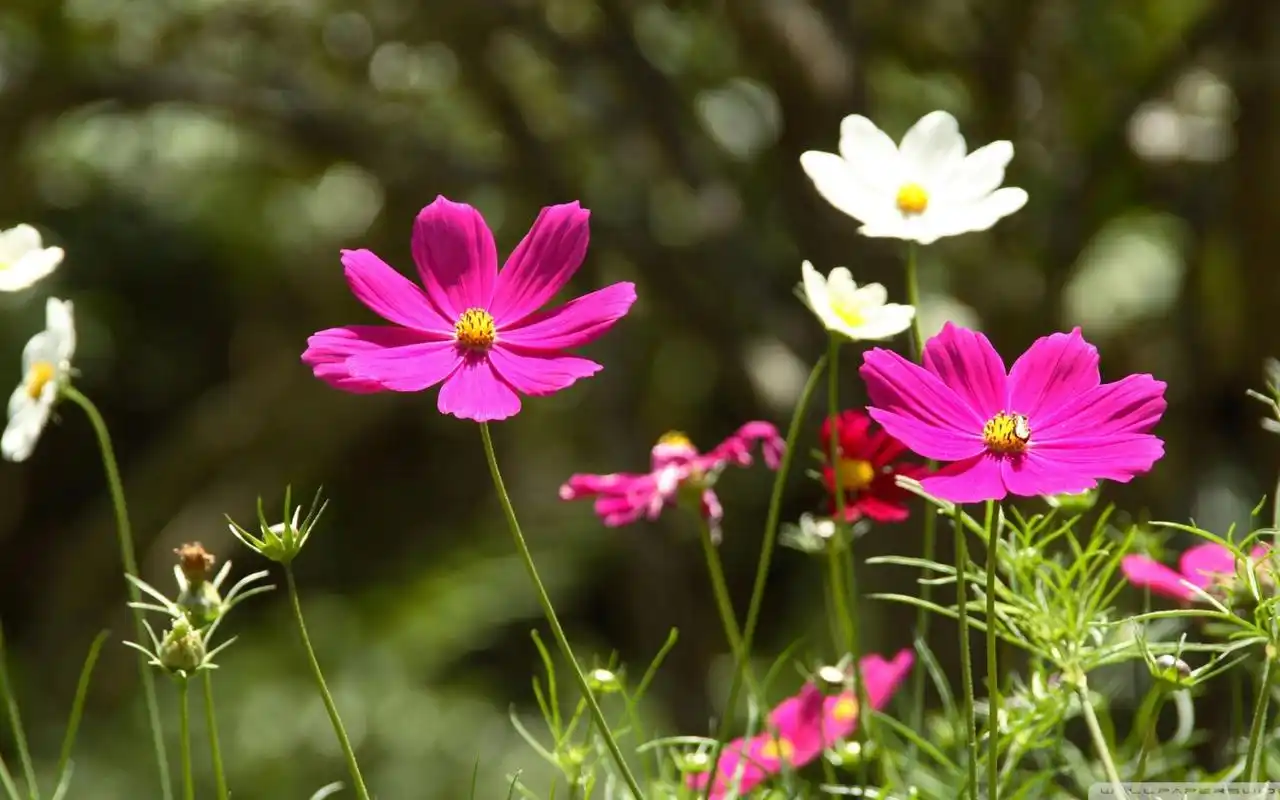 粉红色的波斯菊壁纸壁纸1280x1024分辨率查看