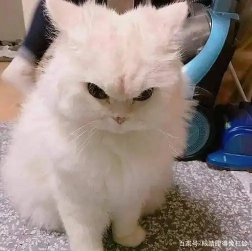 千万不要惹恼你的猫,因为它们生气时的表情可爱得令人感到害怕