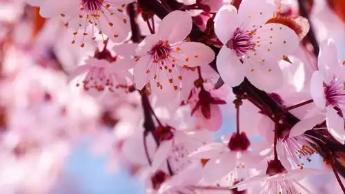 世上最漂亮的樱花