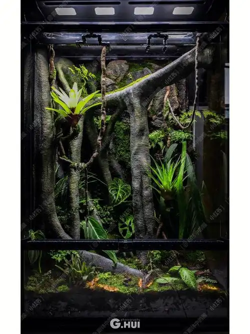 雨林缸造景  #雨林  #造景  #热植  #热爱