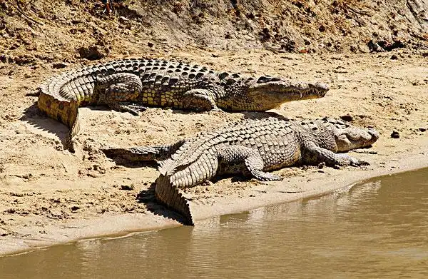 尼罗鳄,坦桑尼亚,东非