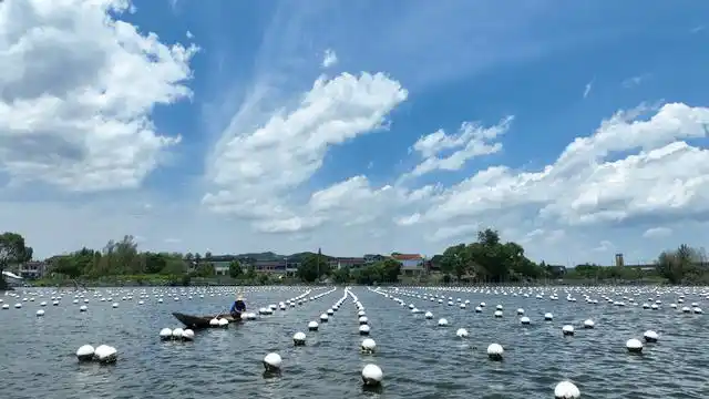 浙江省湖州市德清县积极推进淡水珍珠养殖转型升级,通过珠蚌繁育,人工