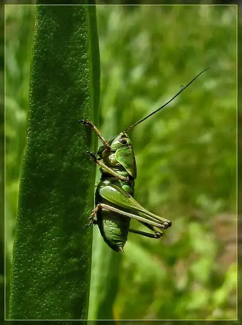 crickets & grasshoppers