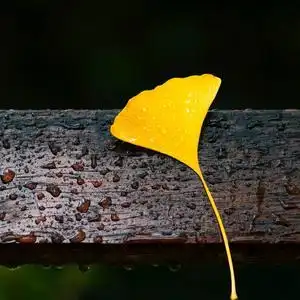 一叶一菩提头像