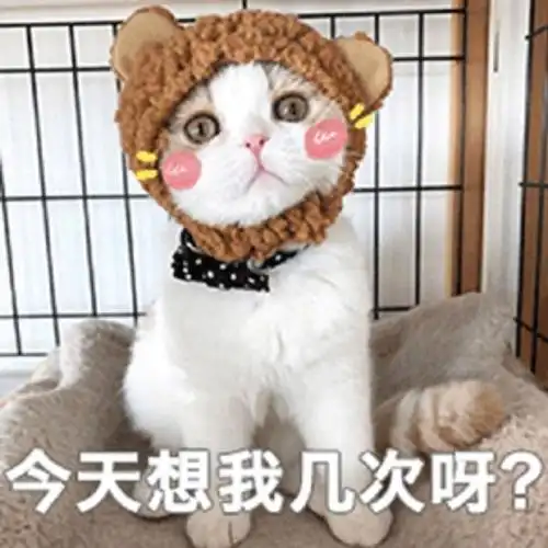 萌宠 喵星人 今天有没有想我呀 今天想我几次呀 呆萌 可爱