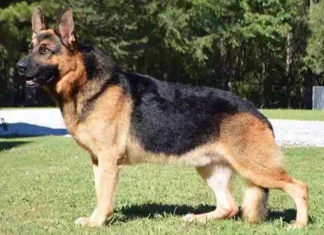 德牧不仅帅气,而且还非常的霸气