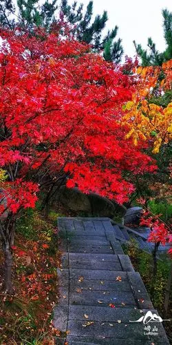 "枫景" 如约而至 正是崂山正秋浓时