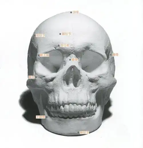 等掌握一定基础后,可以把头像的整体画的非常好时可以深入研究一下