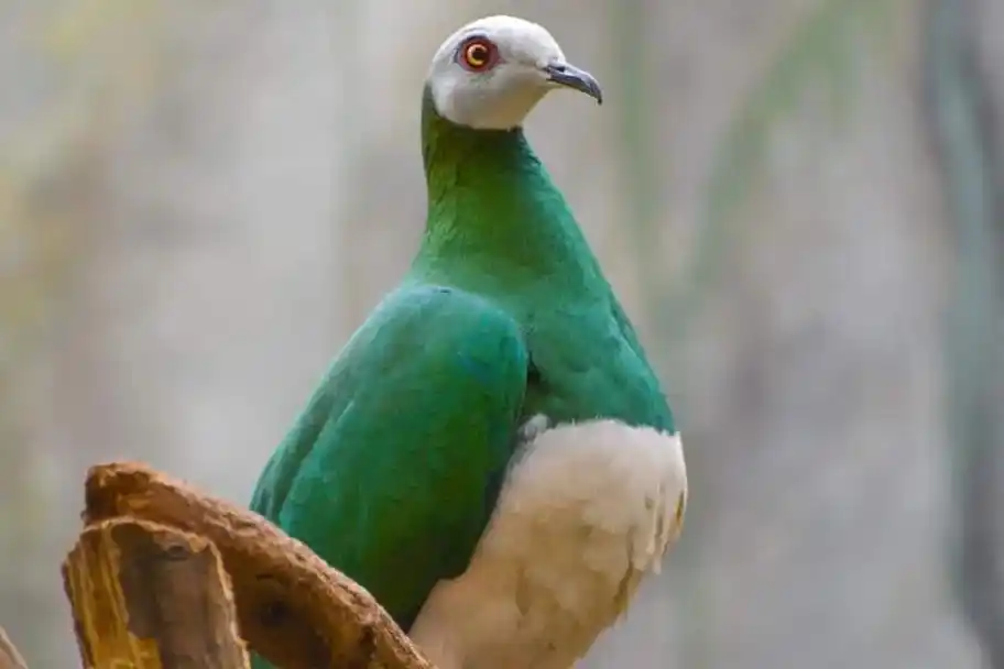 果鸠 果鸽 果鸠族 斑鸠 - 抖音