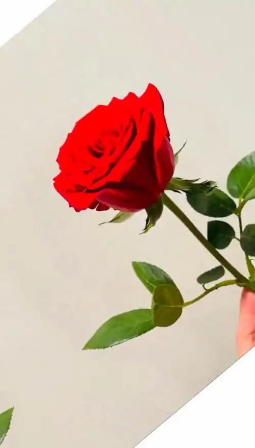 肖战重庆的红玫瑰和洛阳的白牡丹甚是般配