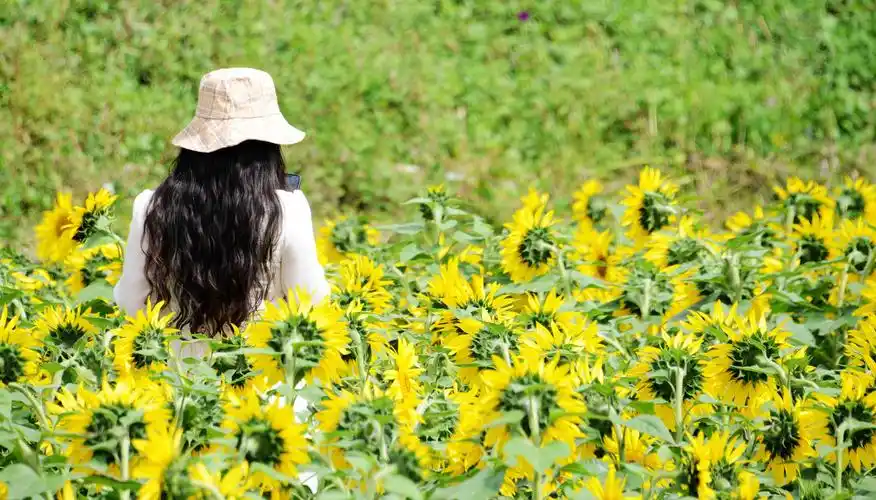 美女们徜徉花海中