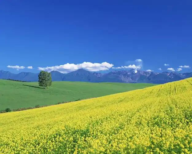 电脑屏保图片(太美了) - 赤虎壹号