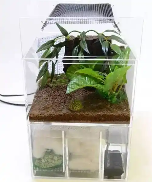 没养过就不配说自己是爬友 | 南美角蛙|蝌蚪|夏眠|饲养者_网易订阅