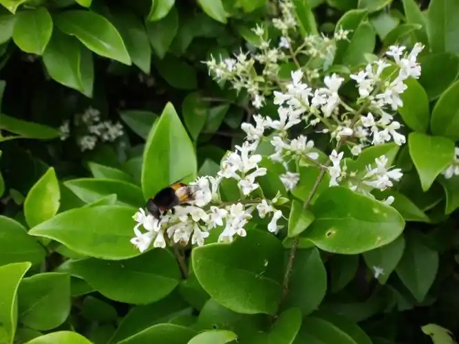 根据叶子的特征,女贞是肯定的. 请采纳.