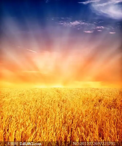 金黄色小麦田高清创意摄影图片