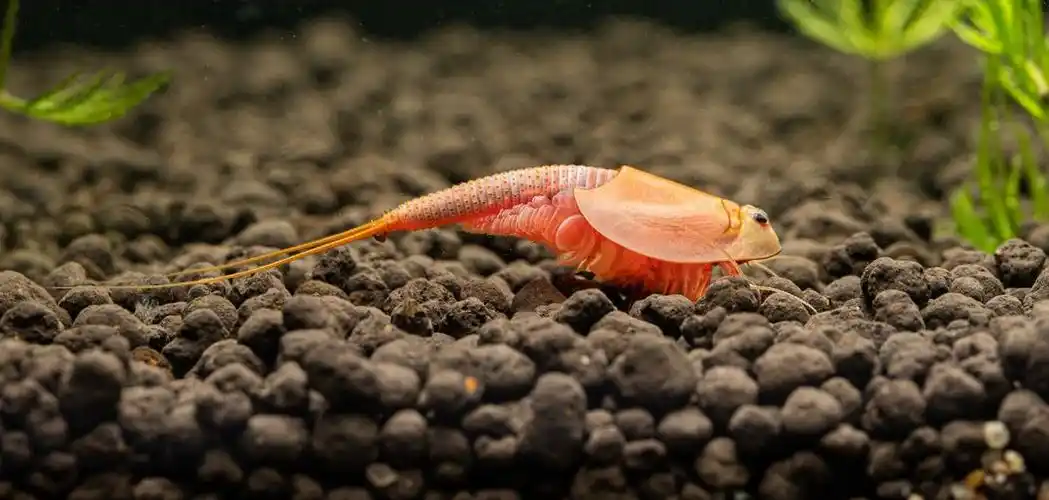 三眼恐龙虾从孵化到抱卵的记录