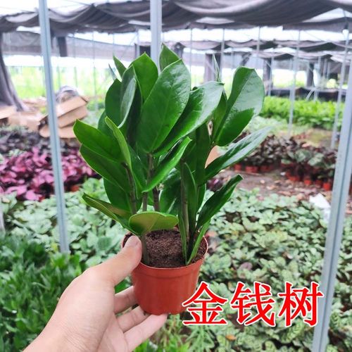 带盆客厅花卉 高品质金钱树钱串 室内盆栽 绿植创意盆景 花草植物