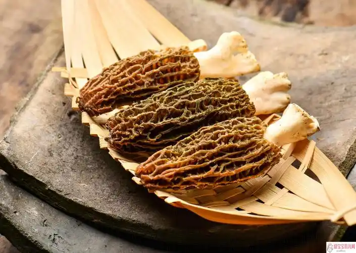 小孩吃羊肚菌会早熟吗1