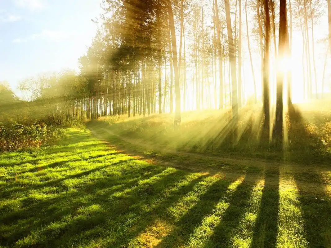 在夏季森林的阳光,明亮的光线 壁纸