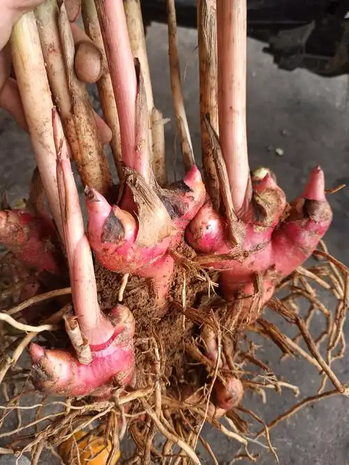 [山姜批发]纯野生山姜,鲜山姜,(南姜,大良姜)价格1.60元/斤 - 一亩田