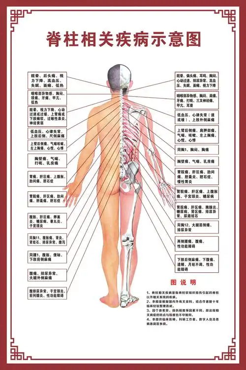 人体结构图消化系统心脏结构呼吸系统生殖系统骨骼结构人体内脏结构