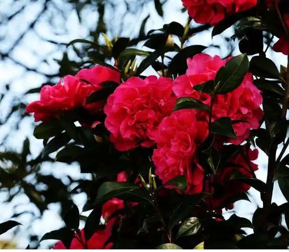 墨尔本的红杜鹃