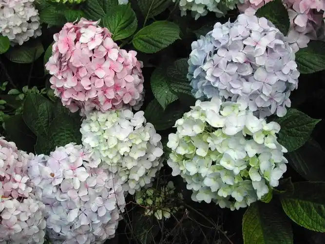 bosser)是茜草科团花属植物,落叶大乔木,高达30米;树干通直,基部略