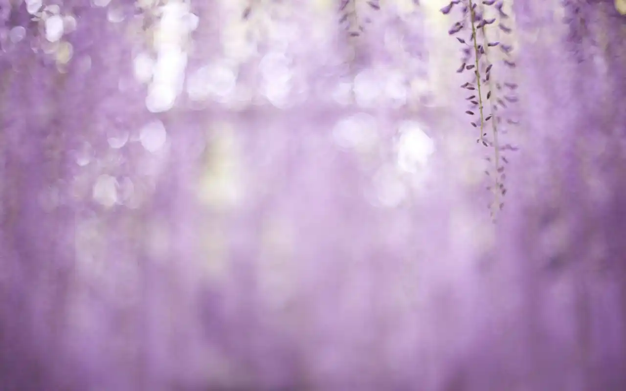 紫藤花唯美意境高清电脑桌面壁纸