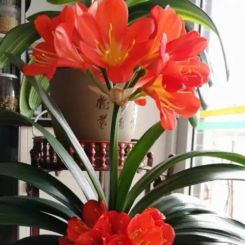 一家里养什么花辟邪镇宅 1水仙花 水仙花是常见的冬日花卉,它在风水学