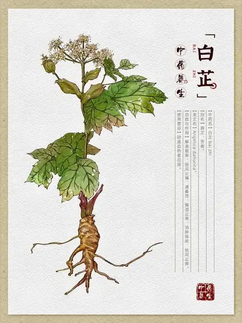 白芷的功效与作用及禁忌是什么_白芷的功效与作用吃法_白芷煮肉的功效