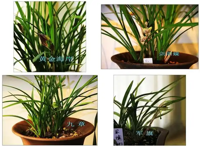 常见兰花品种的鉴别