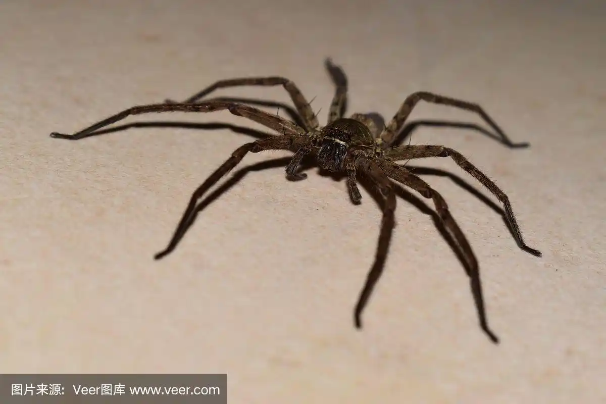 可怕而危险的蜘蛛躺在地板上看着镜头.很多人的噩梦.