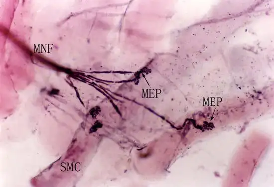 图像名称恒河猴运动终板肋间肌整装片