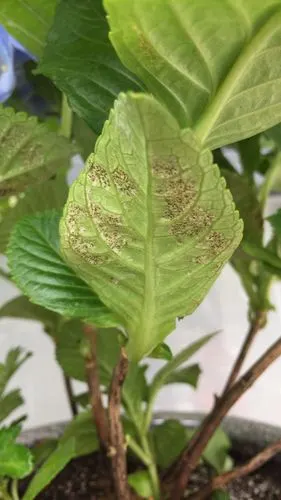 擅长:花鸟鱼虫 参与团队: 百度精英团>  展开全部 这是绣球花红蜘蛛