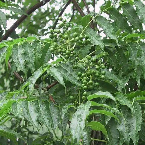 德阳两年川黄柏苗价格