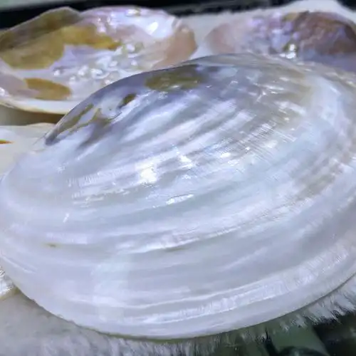珍珠河蚌壳贝壳珍珠蚌壳抛光打磨饰品工艺品原料厂家直销地摊批发