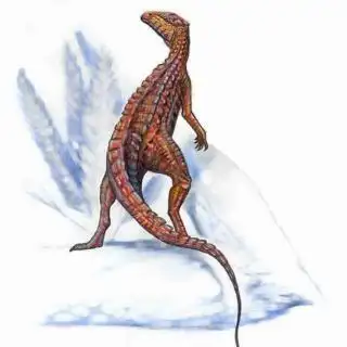 2铠甲护身的小盾龙