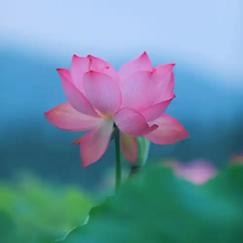 如果我的心,是一朵莲花